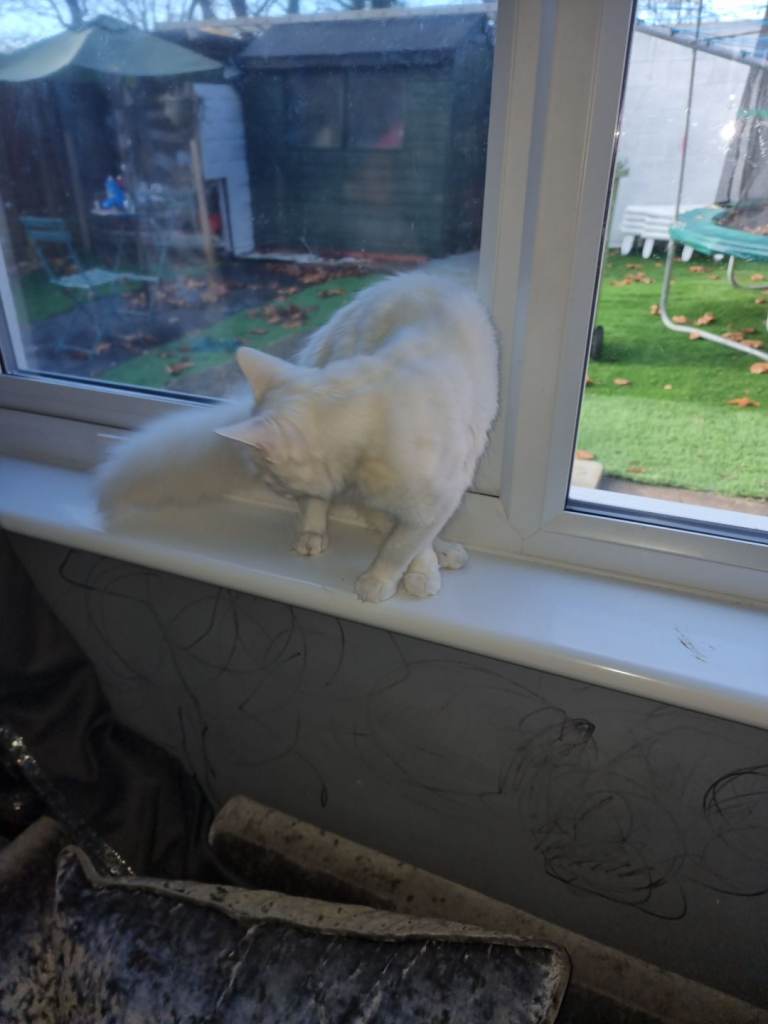  Turkish Angora 