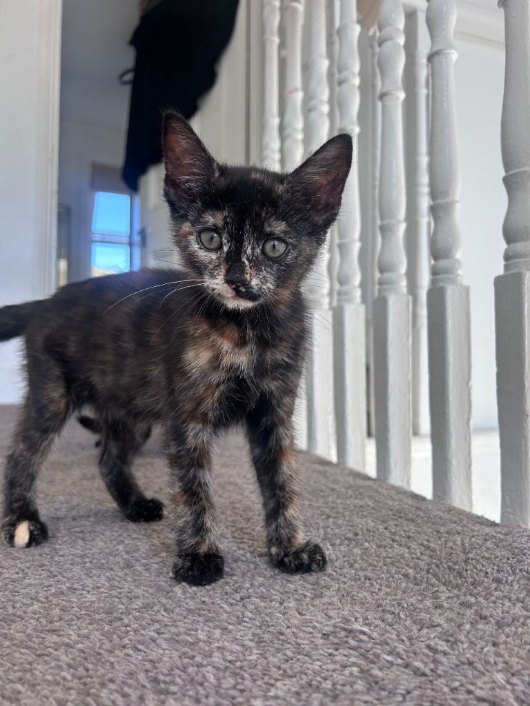 Kittens ready to go