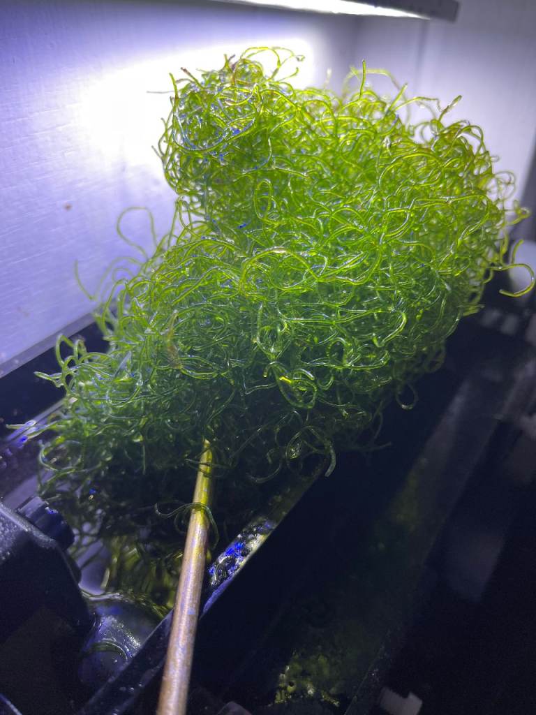 CHAETOMORPHA ALGAE (MARINE)