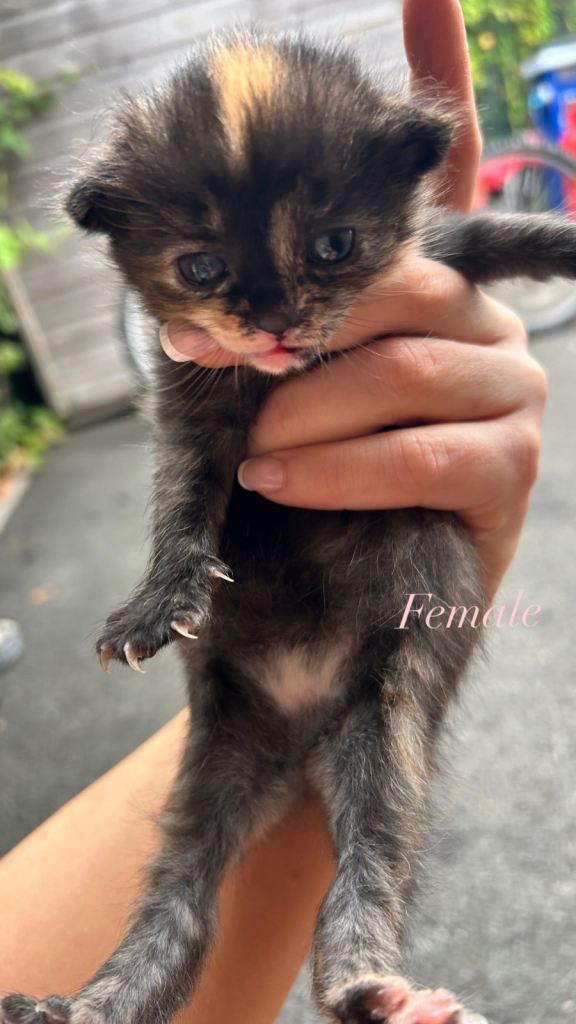 Kittens 