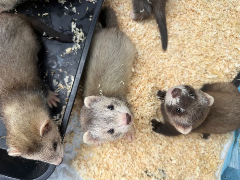 Ferret kits available 