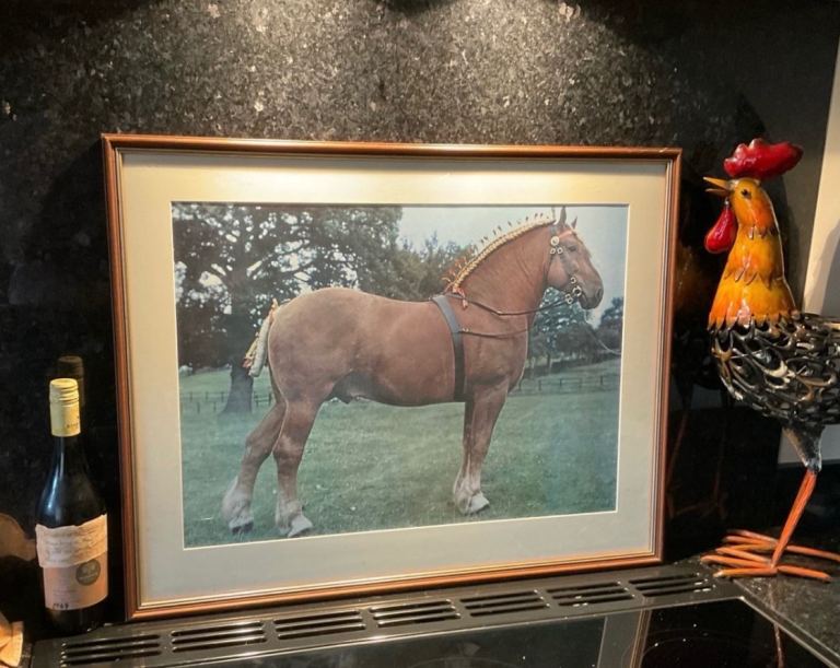Very large photographic print of a Suffolk Punch Horse.