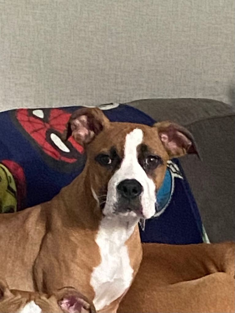 Storm - American Bulldog Alapaha Blue Blood Bulldog 6 month old Puppy