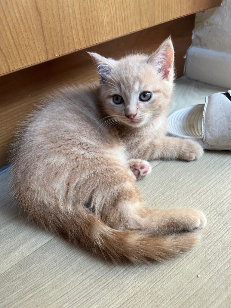 Kitten for sale 