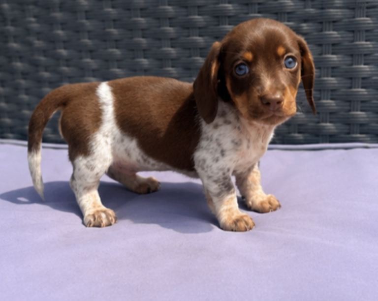 miniature daschunds 