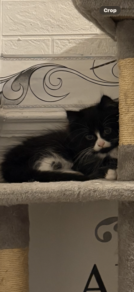 Rehome 6 month old Kitten (reserved) 