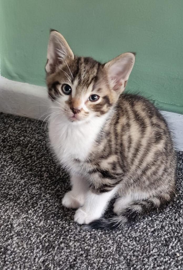 Loving Boy tabby kitten ready to leave