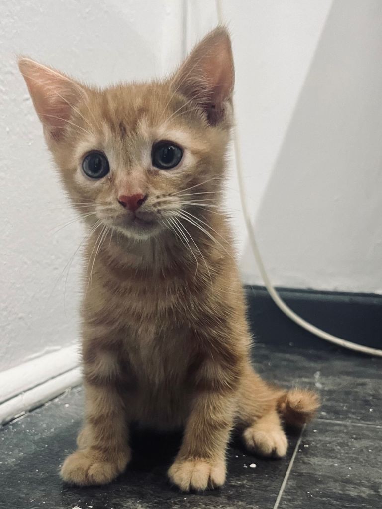 Orange kitten ready to go 