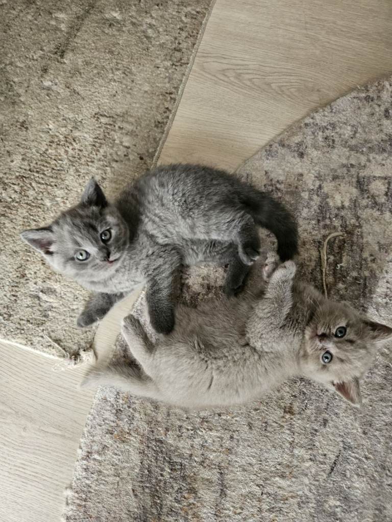 British shorthair kittens! 
