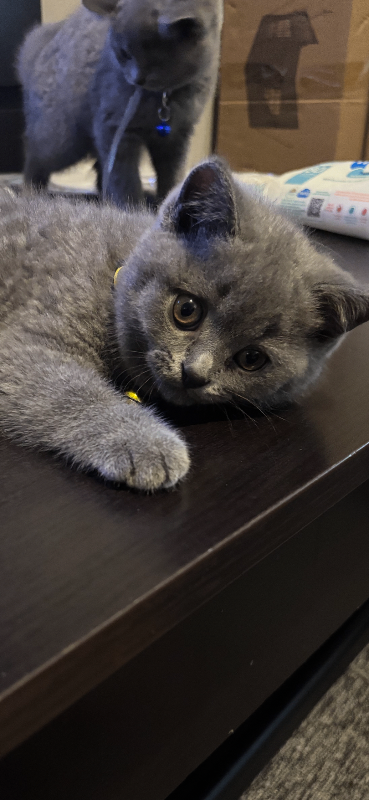 Last 2 Beautiful British Shorthair Kittens – 13 Weeks Old – Ready for Their Forever Homes