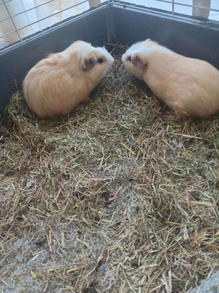 Male baby guinea pigs