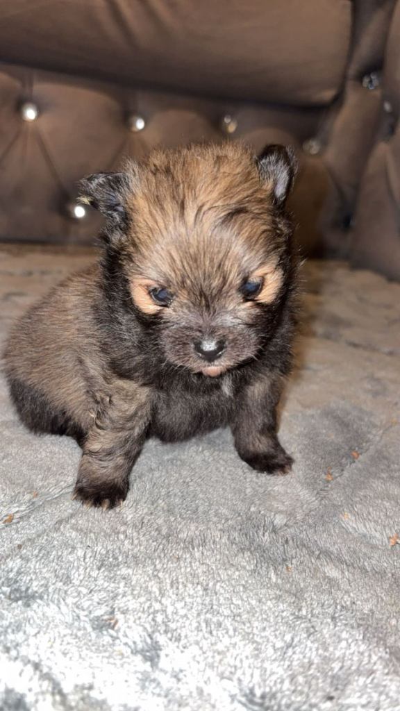 Miniature Pomeranian 