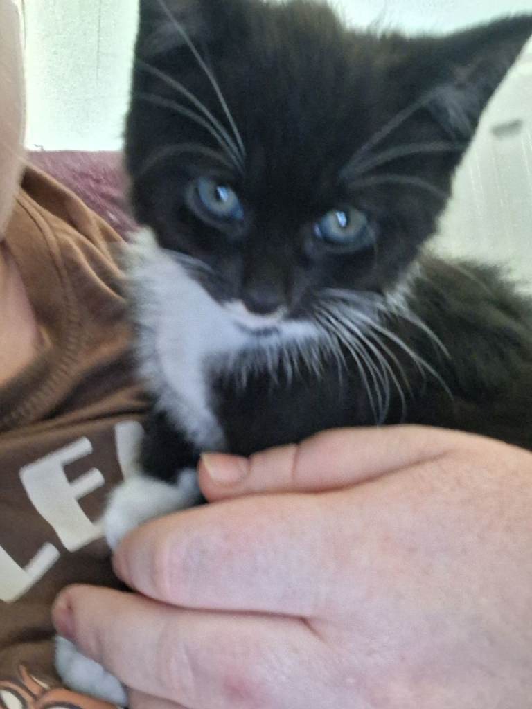 Kittens 