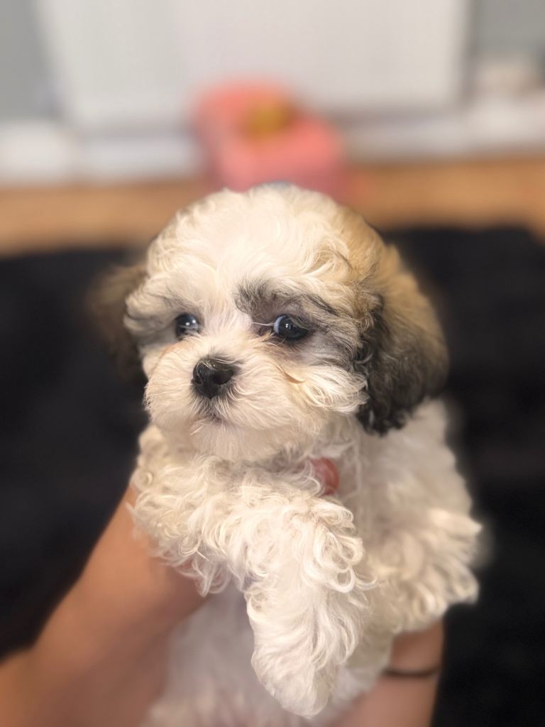 Malshi puppies 