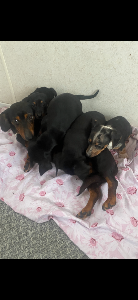 Miniature Dutchhound puppies 