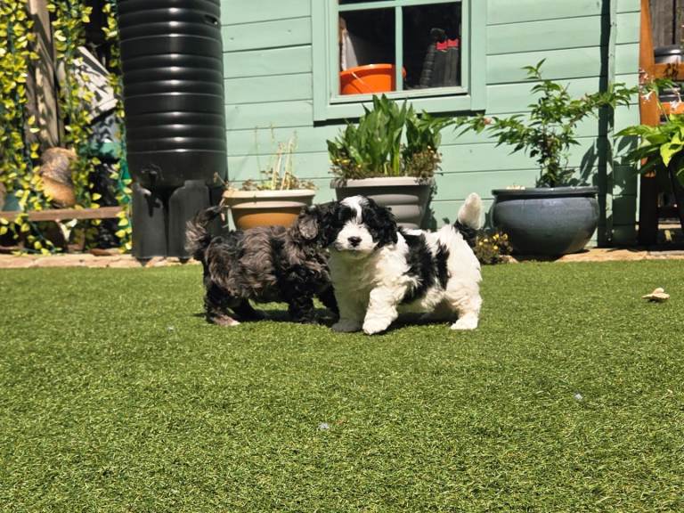 Beautiful Lhasapoo Puppies Ready Next Week!