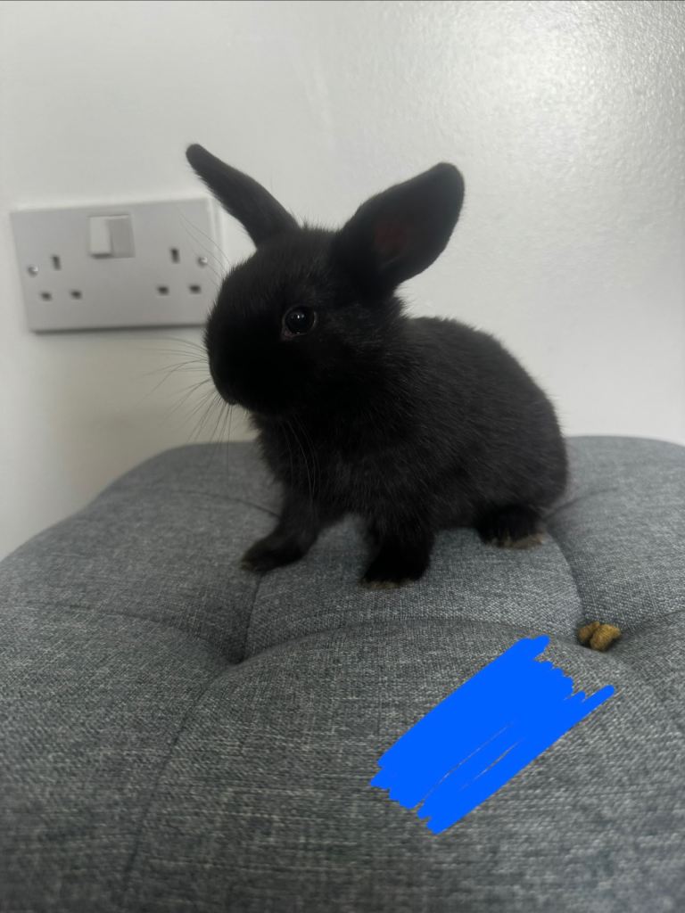 Cute baby boy rabbits 
