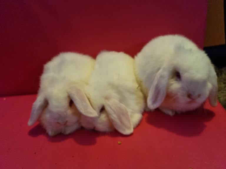 Dwarf lop rabbit's 