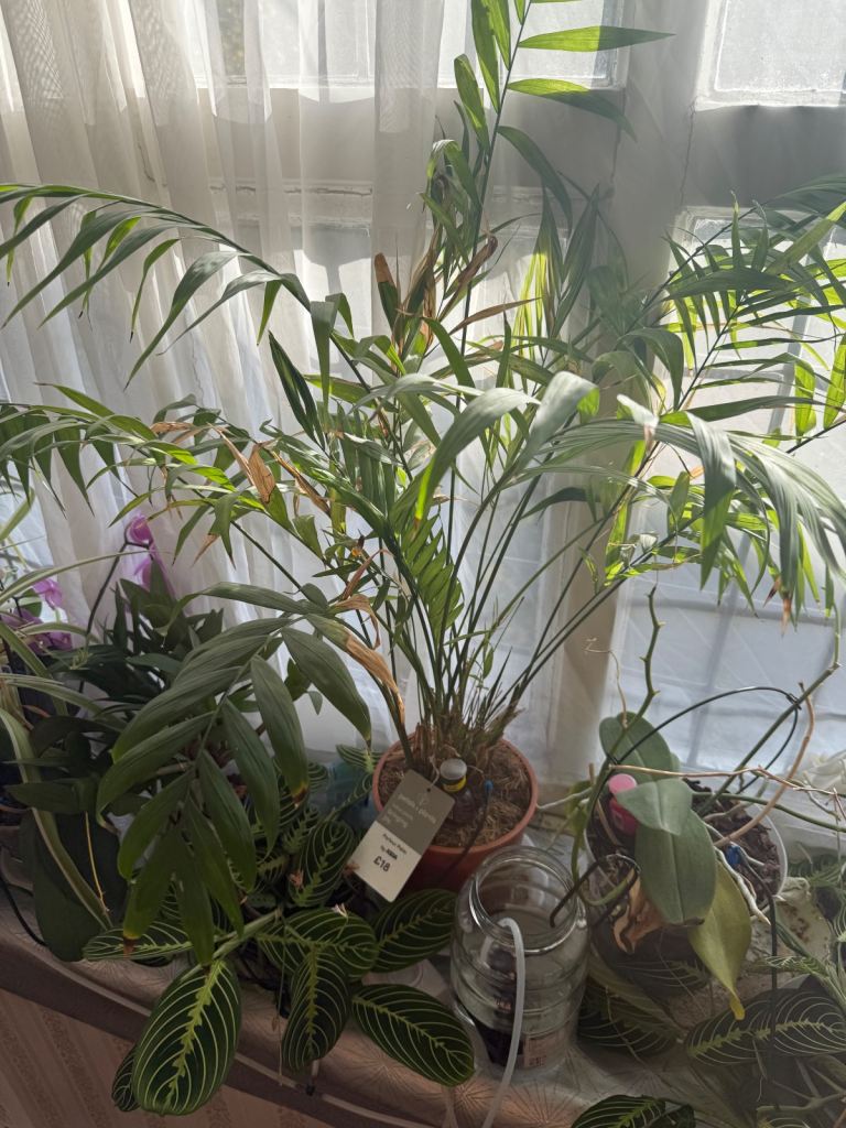 image for Leafy plant 