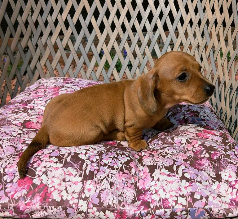 Miniature Dachshund Puppies