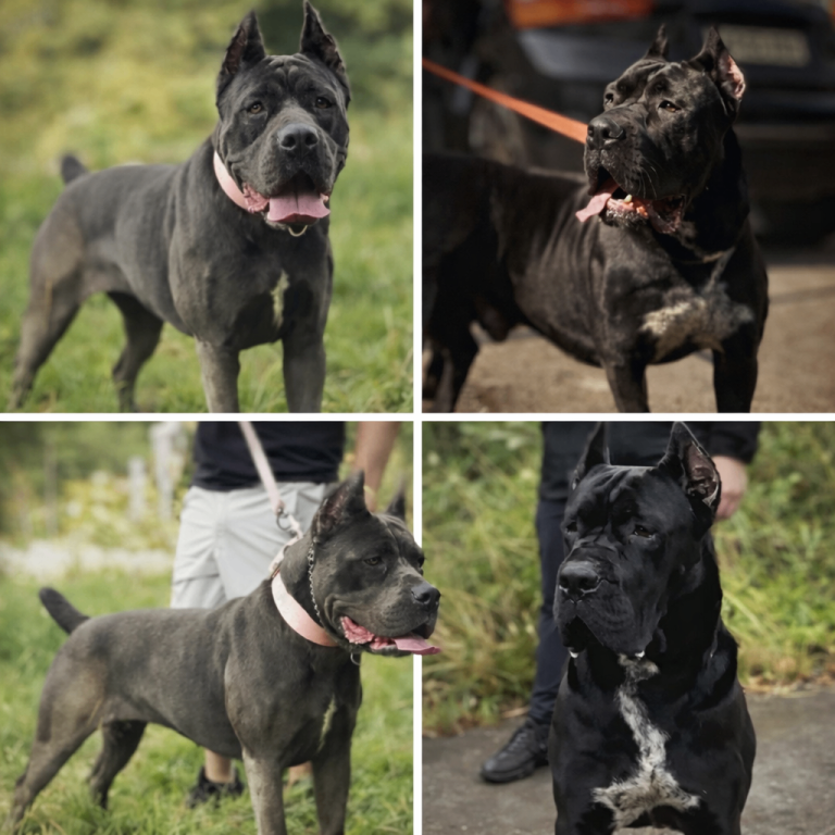 Cane Corso puppies ICCF registered fully health tested parents