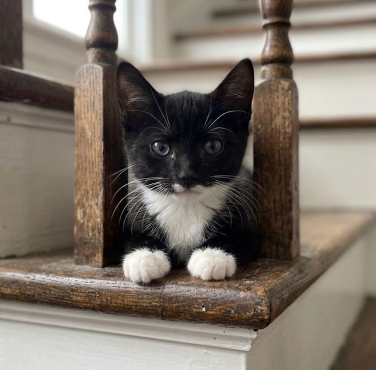 10-Week-Old Tuxedo Kittens – Collect Today