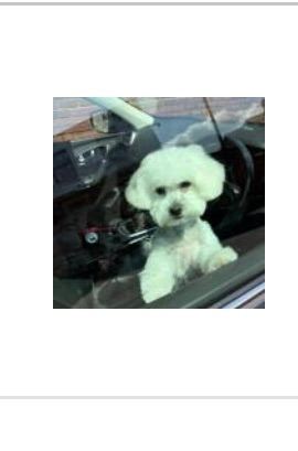 18 month Maltipoo