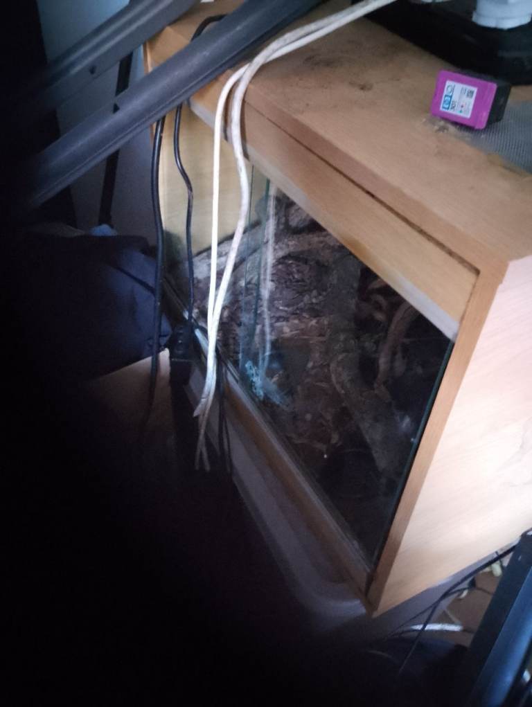 Lizard cage