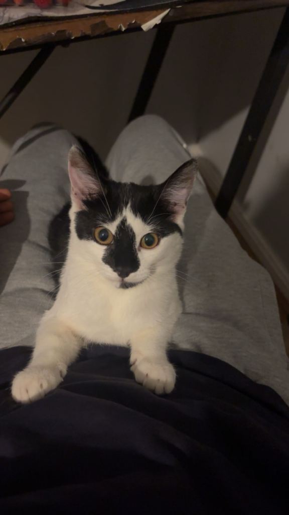 Kitten 12 weeks old 