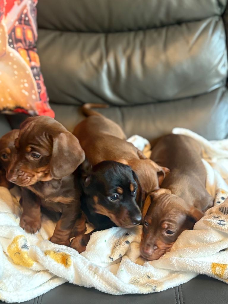 LAST 2 BOYS LEFT PRICE DROP Dachshund pups