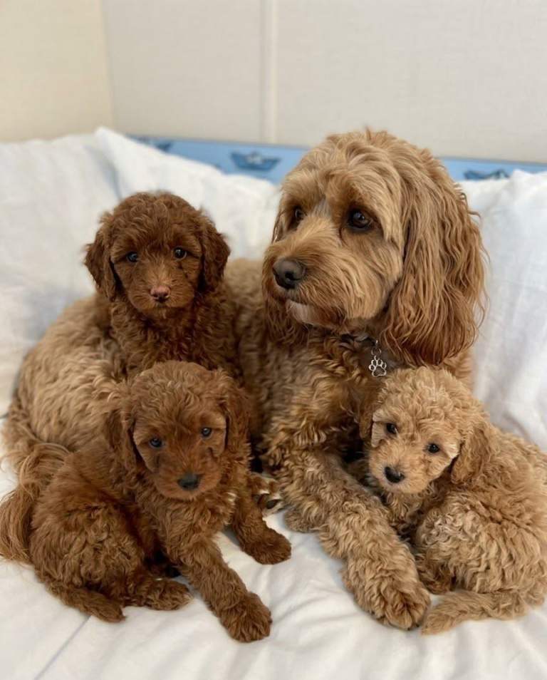 Amazing cavapoo puppies 