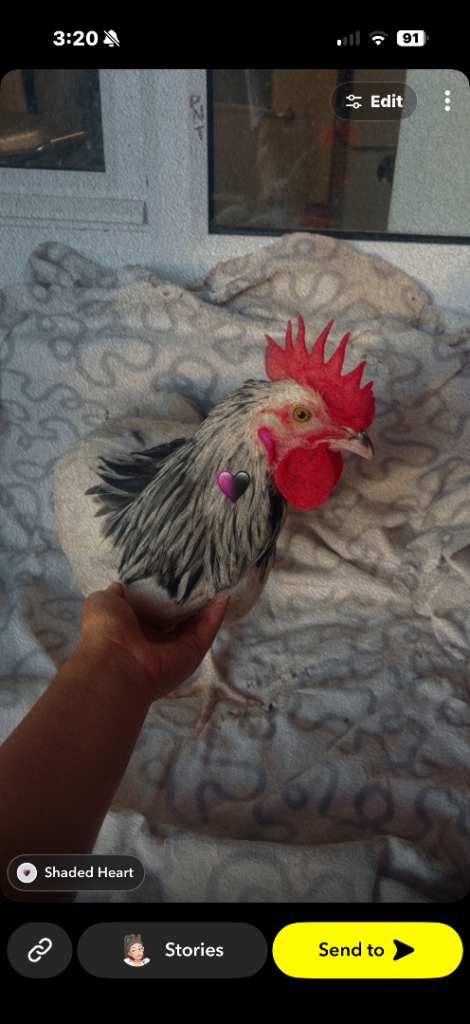 Hi I got 3 chicken two hens and 1 big rooster 