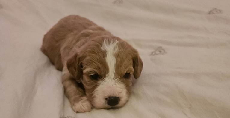 Extensively health tested F1B cavapoo puppies