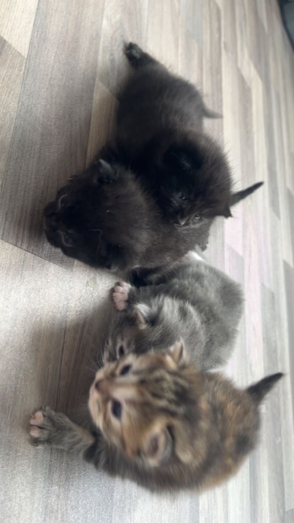 4 beautiful kittens
