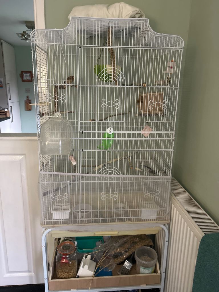 Three Silverbill Finches complete with all accessories 