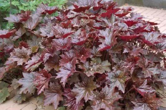 🌿💜 CORAL BELLS ‘PALACE PURPLE’ – Heuchera Plants – £2 Each 💜🌿