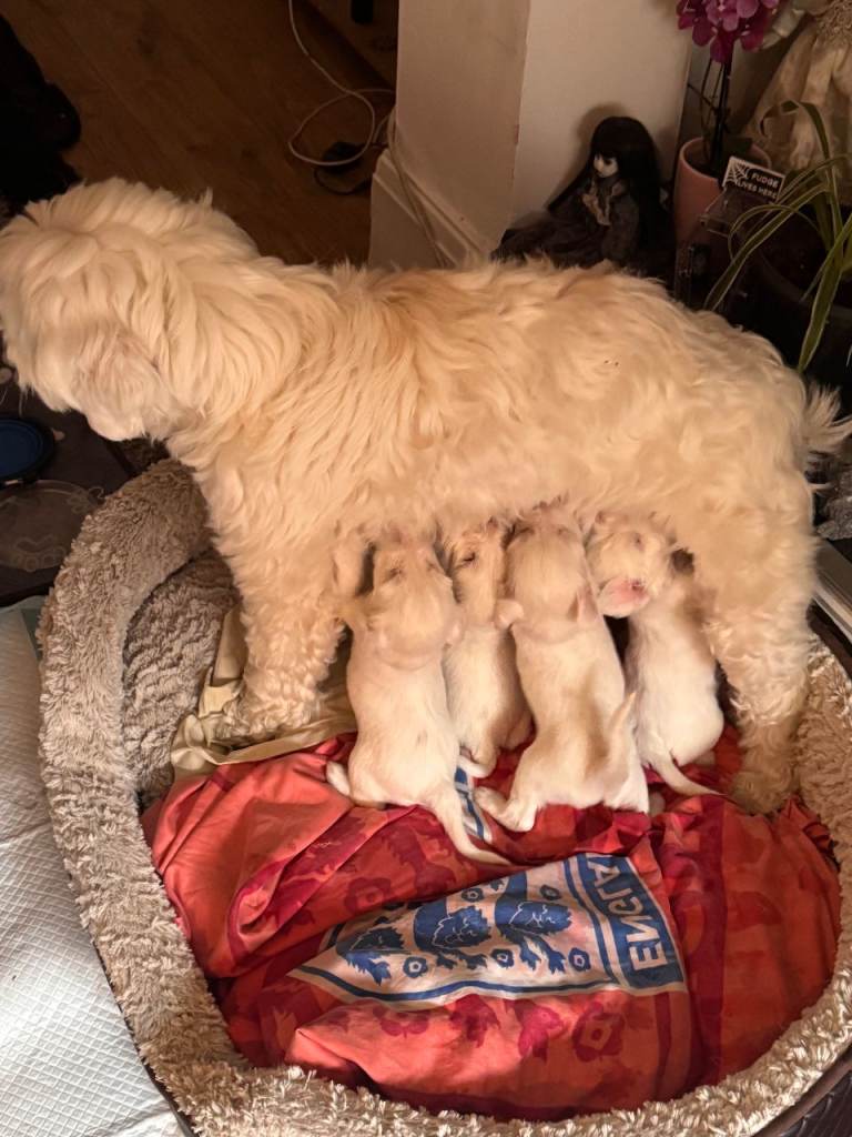 Tibetan Terriers: 2 SECURED, 5 LEFT! Vet-Checked & Ready Now