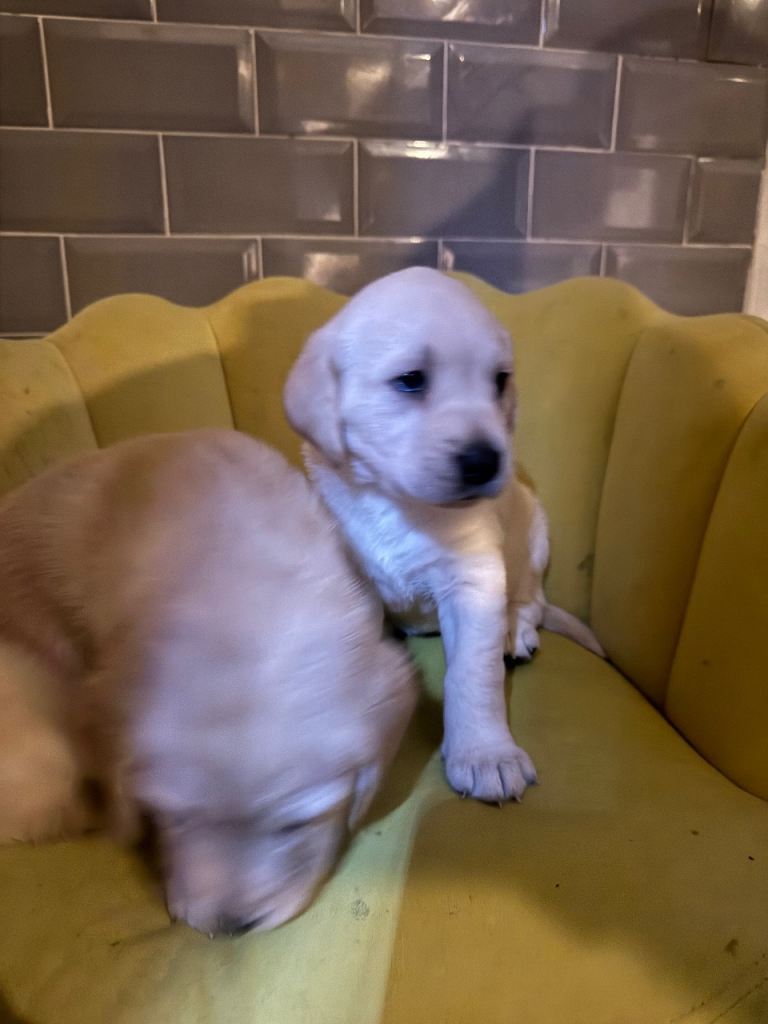 Labrador Retriever  puppys