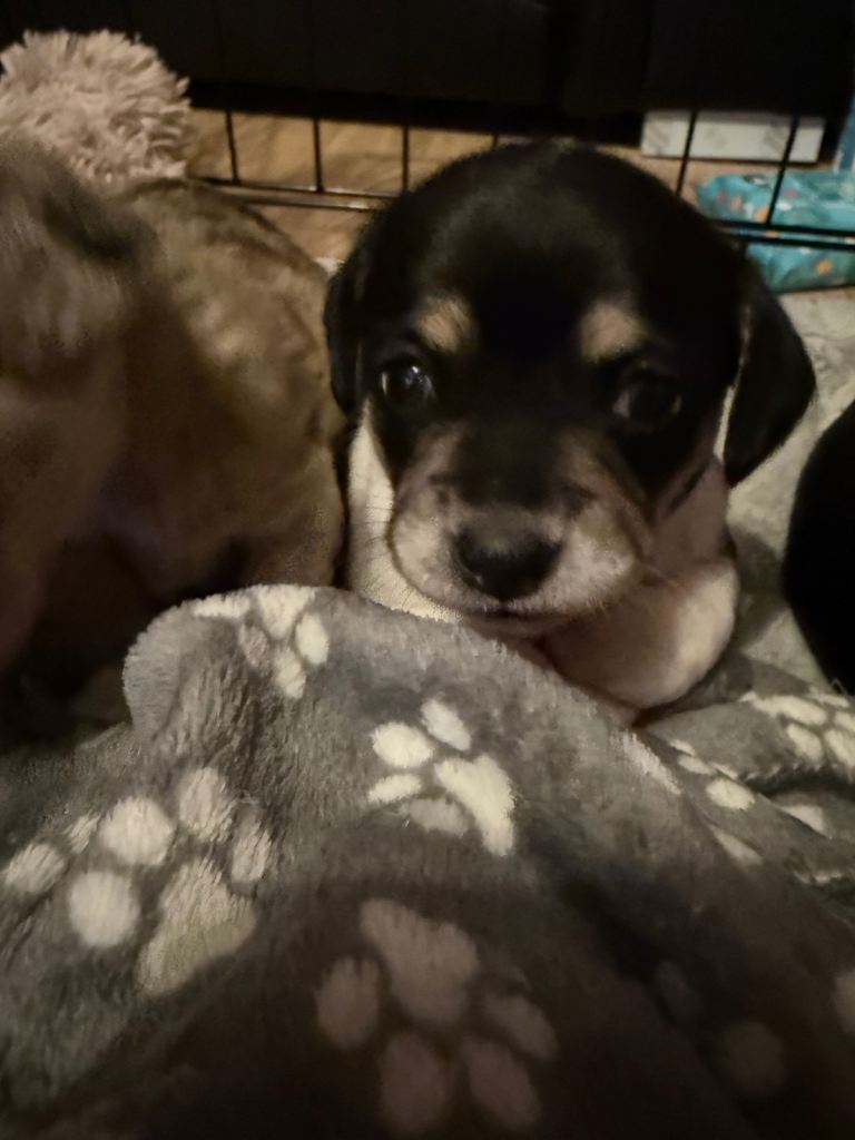PUPPIE FOR SALE MINI DACH/CHI'S FOR SALE ONE FEMALE AVAILABLE COLLECTION DEREHAM ON NEW YEARS DAY