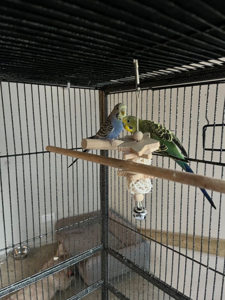 Full set up with two budgies 