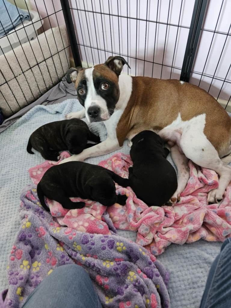 image for Staffy pups