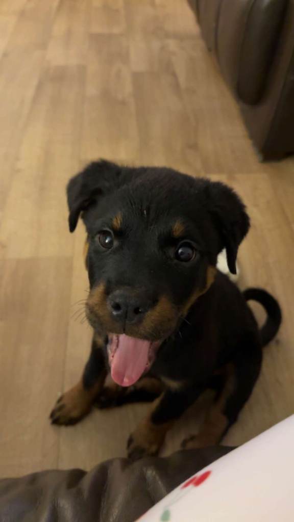 Rottweiler 