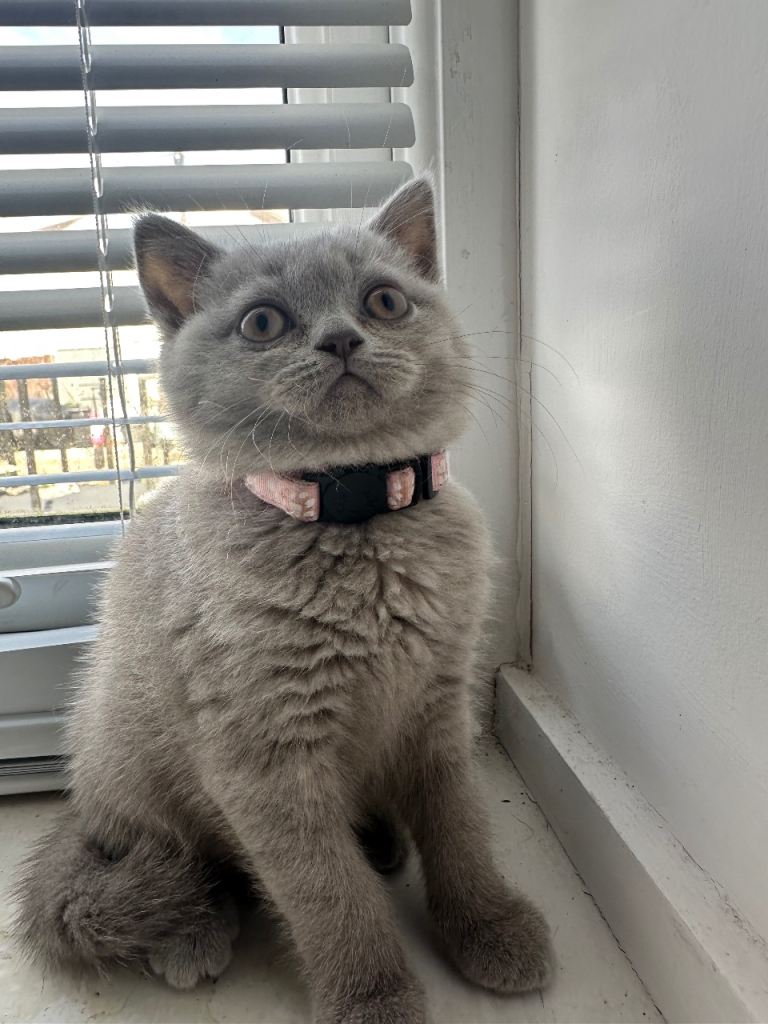 British Shorthair lilac kitten female