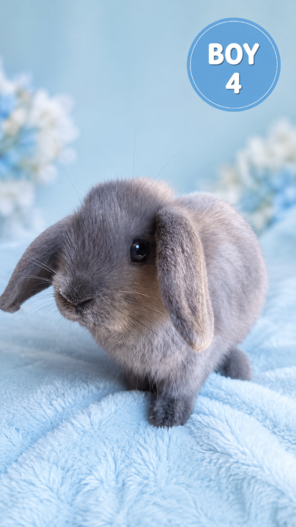 Stunning Pure Bred Mini Lop Rabbits