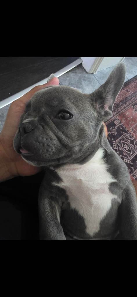 bulldog french
