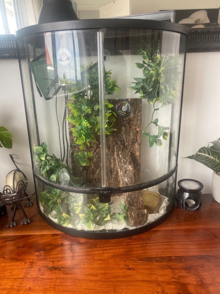 Baby Crested Gecko & Full Set Up