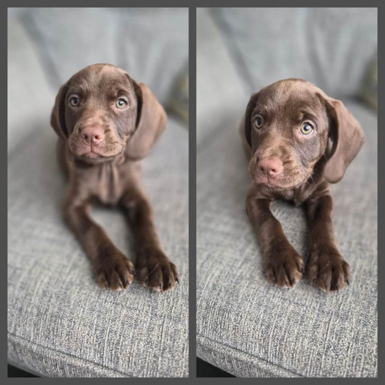Meet my beautiful litter these are English springer spaniel cross dad is a full working cocker 