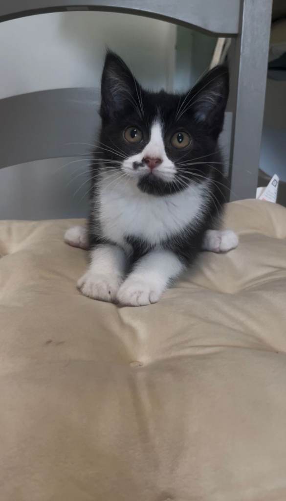 Kittens 11 weeks old
