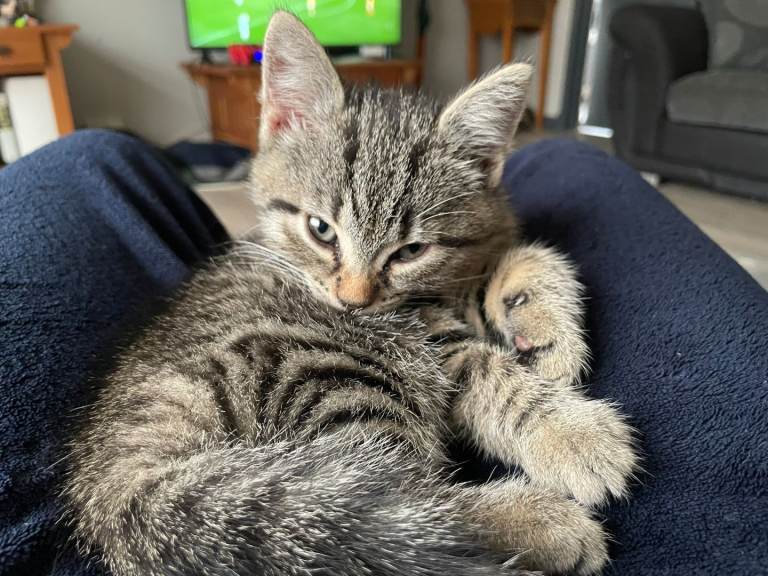 Beautiful kitten