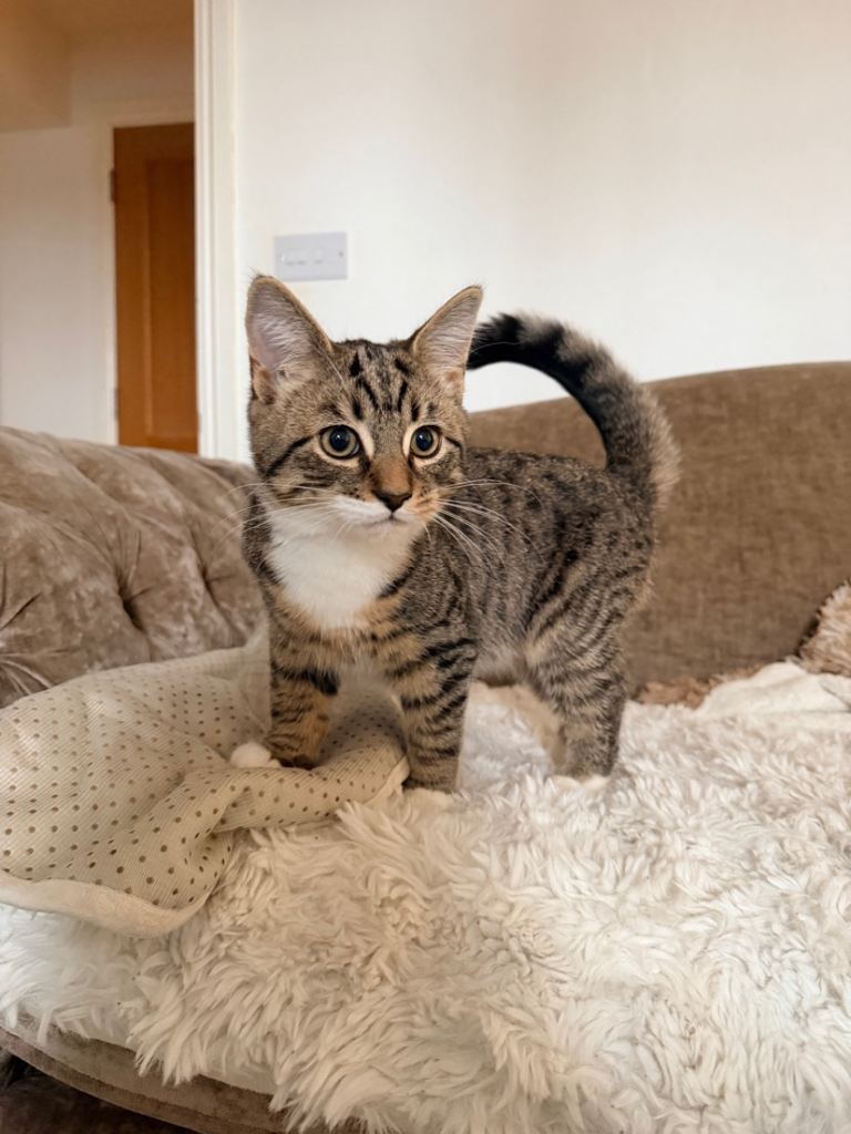 Tokyo - 4 month male cross breed Maine coon